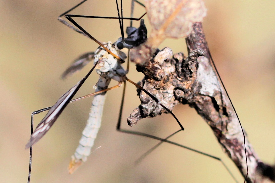 Crane Fly (zc) (Tipulidae sp)